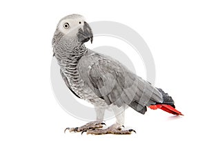 African Grey Parrot