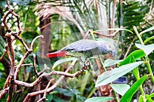 African Grey Parrot Psittacus Erithacus in Natural Habitat