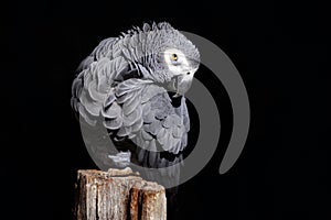 African Grey Parrot, Psittacus erithacus, sitting on the branch, Gabon, Africa. Wildlife scene from nature. Parrot in the green tr