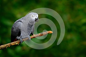 African Grey Parrot, Psittacus erithacus, sitting on the branch, Kongo, Africa. Wildlife scene from nature. Parrot in the green tr