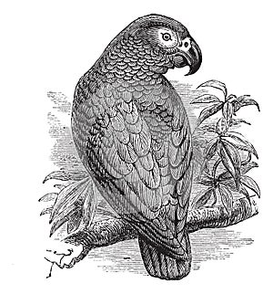 African Grey Parrot or Psittacus erithacus vintage engraving