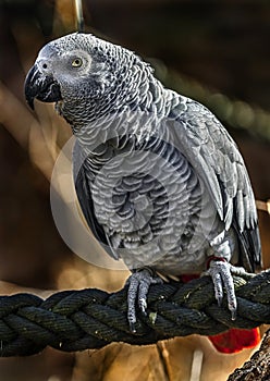 African grey parrot on the rope 2