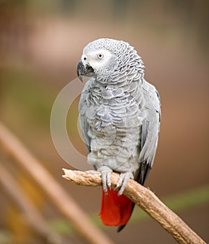 African grey parrot sitting on tree branch