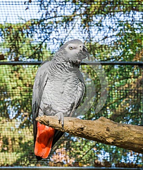 African grey parrot sitting on a tree branch, a tropical endangered bird specie from Africa photo