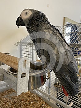 African Grey Parrot standing on the deck of his cage