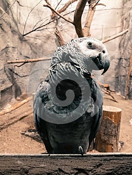 African grey parrot in zoological garden. Big bird in it`s house. Visiting zoological garden in Riga, Latvia.