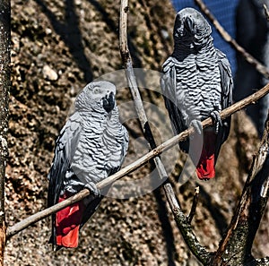 African grey parrots on the branch 2