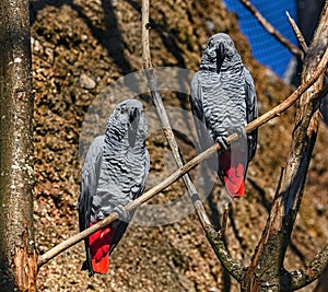 African grey parrots on the branch 3