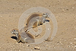 African Ground Squirrel