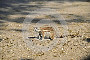 African ground squirrel comes curiously close to our tent