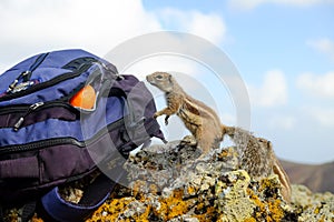 African ground squirrel looking at orange in a backpack.