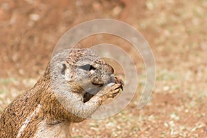 African ground squirrel (Marmotini) closeup portrait eating a nu