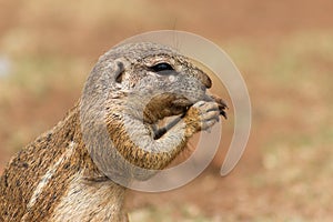 African ground squirrel (Marmotini) closeup portrait eating a nu