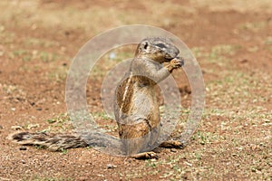 African ground squirrel (Marmotini) portrait eating a nut