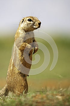 African Ground Squirrel, up close, blurred background