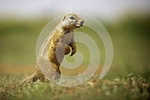 African Ground Squirrel, up close, blurred background