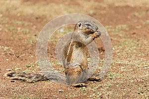 African ground squirrel (Marmotini) portrait eating a nut photo