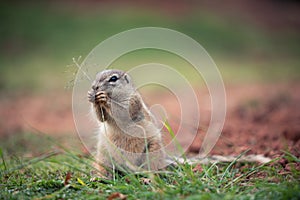 African Ground Squirrel Xerus Sciuridae sitting in an upright position and nibbling on a strand of grass, South Africa