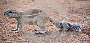 African ground squirrels genus Xerus form a taxon of squirrels photo