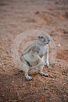 African ground squirrels genus Xerus form a taxon of squirrels