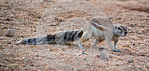 African ground squirrels genus Xerus form a taxon of squirrels photo