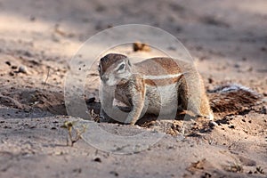 The African ground squirrels genus Xerus  sitting on dry sand of Kalahari desert and feeding