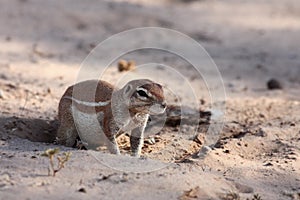 The African ground squirrels genus Xerus  sitting on dry sand of Kalahari desert and feeding