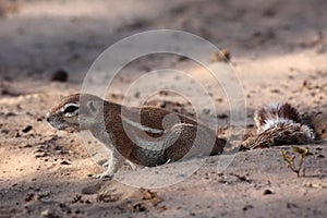 The African ground squirrels genus Xerus  sitting on dry sand of Kalahari desert and feeding