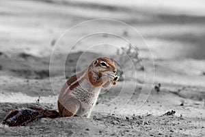 The African ground squirrels genus Xerus  staying on dry sand of Kalahari desert and feeding