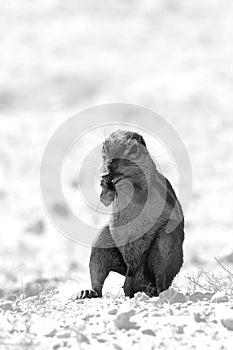 The African ground squirrels genus Xerus  staying on dry sand of Kalahari desert and feeding