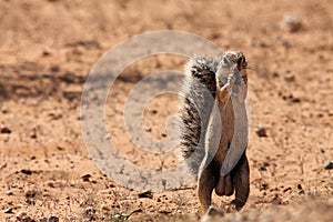 The African ground squirrels genus Xerus  staying on dry sand of Kalahari desert and feeding. Up to close