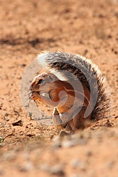 The African ground squirrels genus Xerus  staying on dry sand of Kalahari desert and feeding. Up to close