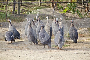 African Guinea Hens in the Vineyard