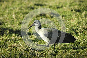 African Hadeda Ibis