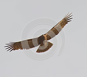 African Harrier Hawk in flight