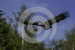 African harrier hawk in flight