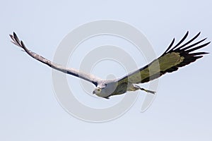 African harrier hawk in flight. Gymnogene bird of prey flying.