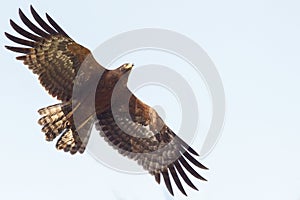 African harrier-hawk in flight
