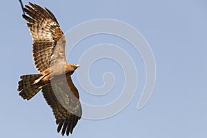 African harrier-hawk in flight