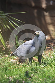 African harrier hawk