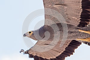 African harrier-hawk gymnogene bird of prey flying close-up.