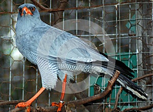 The African harrier-hawk, harrier hawk, or gymnogene Polyboroides typu