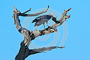 African Harrier-hawk, Polyboroides typus, bird with grey plumage. Eagle sitting on the top of the tree, blue sky in the background