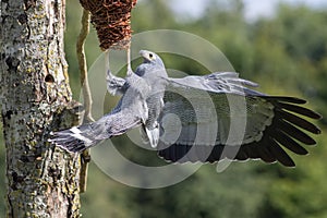 African harrier hawk Polyboroides typus bird of prey predator