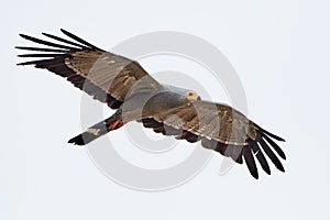 African harrier-hawk (Polyboroides typus