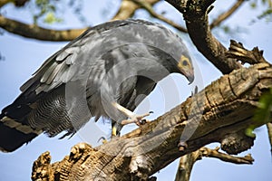 The African Harrier-Hawk Polyboroides typus).