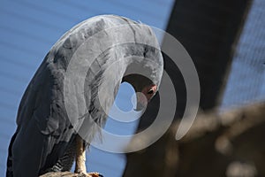 The African Harrier-Hawk Polyboroides typus).