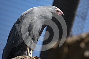 The African Harrier-Hawk Polyboroides typus).