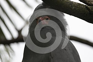 The African Harrier-Hawk Polyboroides typus).