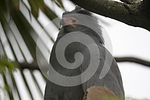 The African Harrier-Hawk Polyboroides typus).